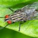 Fly