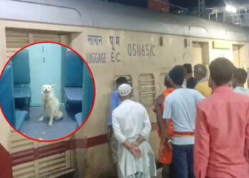 Train stopped because of dog