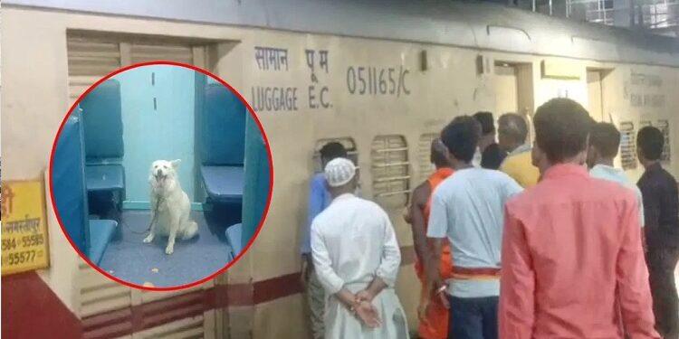 Train stopped because of dog