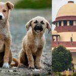 Supreme Court - stray dogs