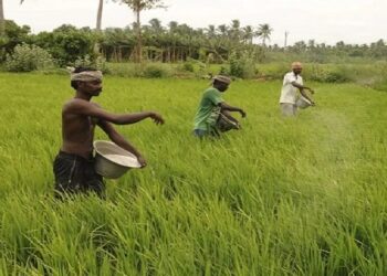 Fertilizer