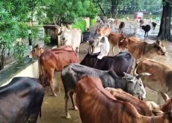 150 cattle were tied in front of SDM bungalow