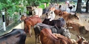 150 cattle were tied in front of SDM bungalow