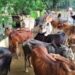 150 cattle were tied in front of SDM bungalow