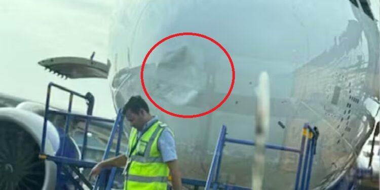 Bird collides with Indigo plane