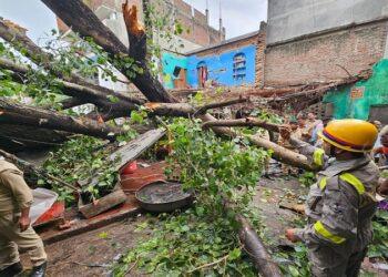 A huge tree fell due to heavy rain