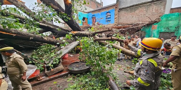 A huge tree fell due to heavy rain