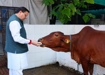 CM Dhami worshiped the cow on the occasion of Govardhan Puja.
