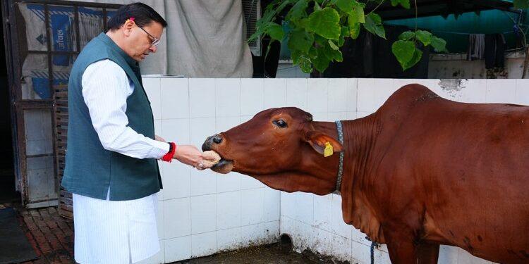 CM Dhami worshiped the cow on the occasion of Govardhan Puja.