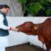 CM Dhami worshiped the cow on the occasion of Govardhan Puja.