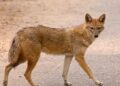 A wild jackal attacked people during a Ramlila programme.