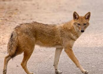 A wild jackal attacked people during a Ramlila programme.