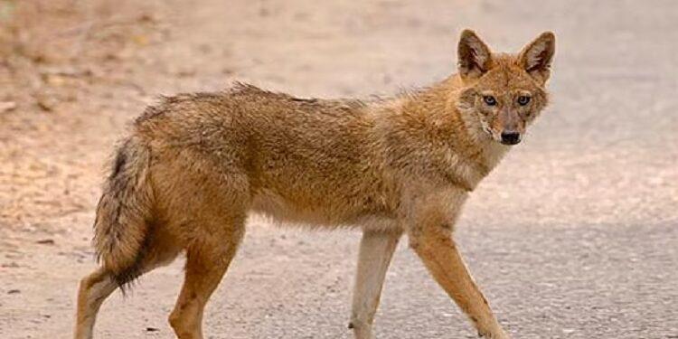 A wild jackal attacked people during a Ramlila programme.
