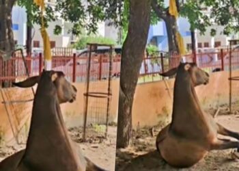 Murder of a mule in Lucknow