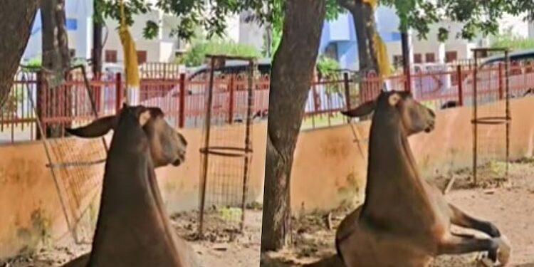 Murder of a mule in Lucknow