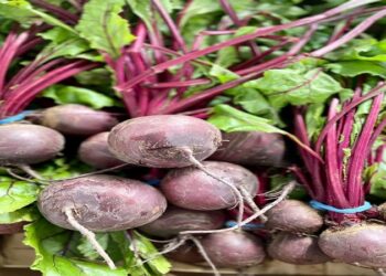 Beetroot