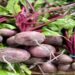 Beetroot