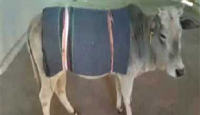 Cow