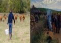 A coronavirus-like disease is spreading among cows in France.