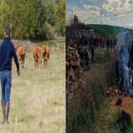 A coronavirus-like disease is spreading among cows in France.