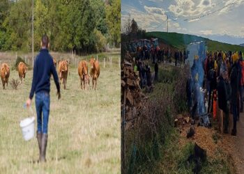 A coronavirus-like disease is spreading among cows in France.