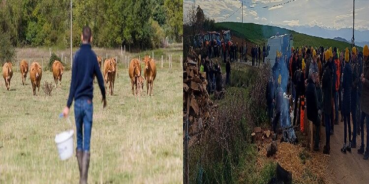 A coronavirus-like disease is spreading among cows in France.