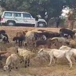 Water from a Greater Noida factory kills 25 sheep