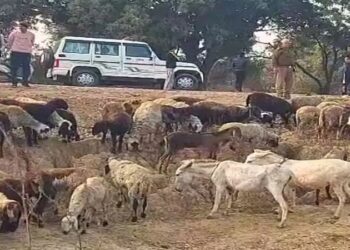 Water from a Greater Noida factory kills 25 sheep