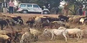 Water from a Greater Noida factory kills 25 sheep