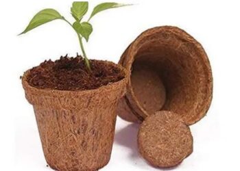 cow dung pot