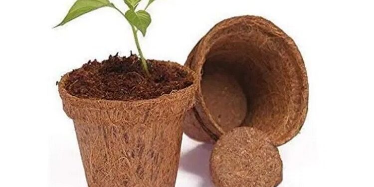 cow dung pot