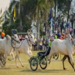 Bullock cart race