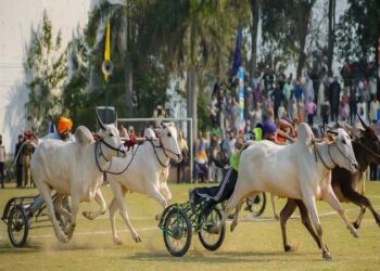 Bullock cart race