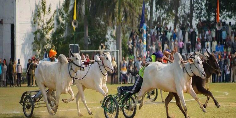 Bullock cart race
