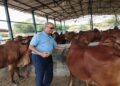 Cow Protection