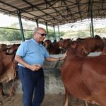 Cow Protection