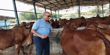 Cow Protection