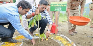 Ashish Chauhan planted trees