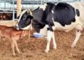 May Cow be granted the status of 'Rashtra Mata'.