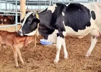 May Cow be granted the status of 'Rashtra Mata'.