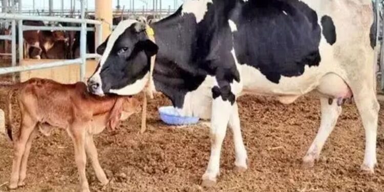 A New Model of Rural Prosperity through Cow Conservation