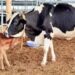 May Cow be granted the status of 'Rashtra Mata'.