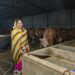 Nandini Yojana changed the life of Shakuntala Devi