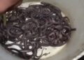 30 snakelets found inside the house.