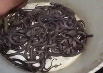 30 snakelets found inside the house.