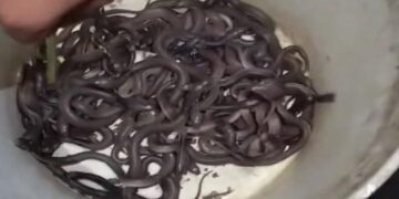 30 snakelets found inside the house.