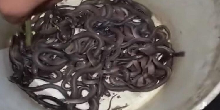 30 snakelets found inside the house.