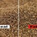 Cumin Seeds