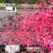 Flowers were showered on Kanwar pilgrims from a helicopter.