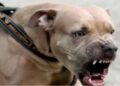 Pitbull